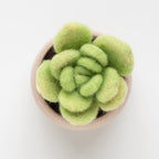 Mini Needle Felting Succulent Kit with Video Tutorials - DIY Craft Gift - Lotus Leaf
