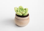 Mini Needle Felting Succulent Kit with Video Tutorials - DIY Craft Gift - Lotus Leaf