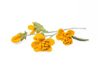 Filz Wildblume gelb – Wiesenblume, gelbe Filzblume, langlebige Blumen Alternative, Naturdeko