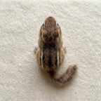 Nadelfilz-Set Streifenhörnchen für Anfänger, Waldtier-Handwerk, Merinowolle, Filznadeln, Schritt-für-Schritt-Anleitung